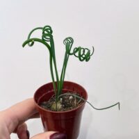 corkscrew albuca frizzie sizzle spiralis succulent 5cm pot