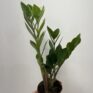 zamioculcas zamiifolia zz 10cm pot