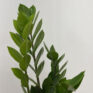 zamioculcas zamiifolia zz 10cm pot