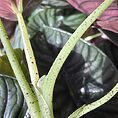 alocasia silver nebula elephant ear plant 11cm pot