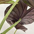 alocasia silver nebula elephant ear plant 11cm pot