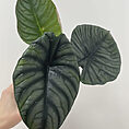 alocasia silver nebula elephant ear plant 11cm pot