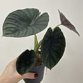 alocasia silver nebula elephant ear plant 11cm pot