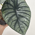 alocasia silver nebula elephant ear plant 11cm pot