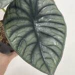 Alocasia Silver Nebula Elephant Ear Plant 11cm pot