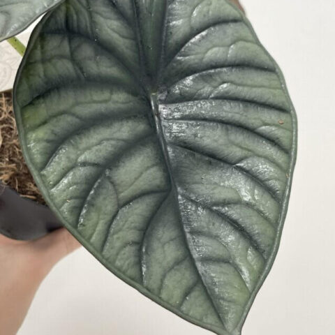 alocasia silver nebula elephant ear plant 11cm pot