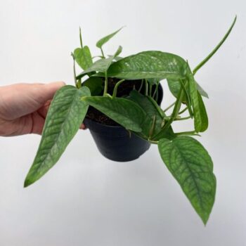 Epipremnum Pinnatum Cebu Blue 12cm pot Hanging & Trailing 12cm plant 3