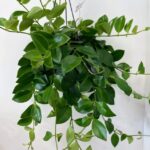 Aeschynanthus Lipstick Plant Mona Lisa 15cm pot