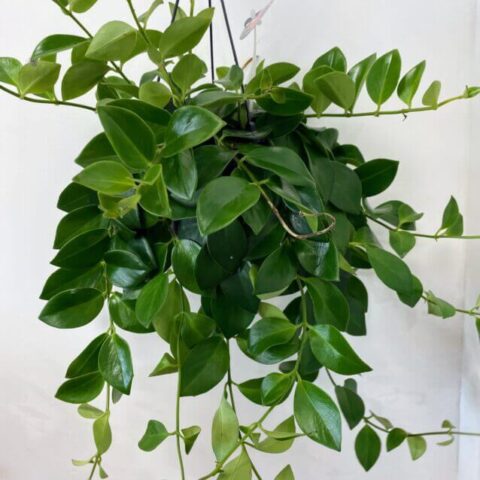 aeschynanthus lipstick plant mona lisa 15cm pot