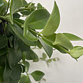 aeschynanthus lipstick plant mona lisa 15cm pot