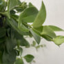 aeschynanthus lipstick plant mona lisa 15cm pot