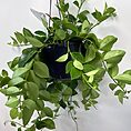 aeschynanthus lipstick plant mona lisa 15cm pot