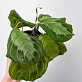 maranta leuconeura silver band prayer plant 12cm pot