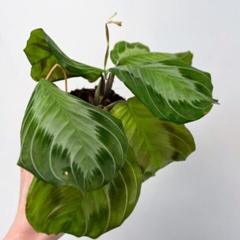 maranta leuconeura silver band prayer plant 12cm pot