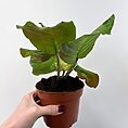 maranta leuconeura silver band prayer plant 12cm pot