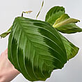 maranta leuconeura silver band prayer plant 12cm pot