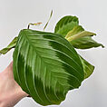 maranta leuconeura silver band prayer plant 12cm pot