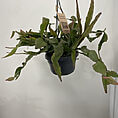 rhipsalis elliptica hanging succulent cactus14cm pot