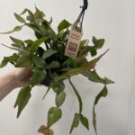 Rhipsalis Elliptica Hanging Succulent Cactus 14cm pot