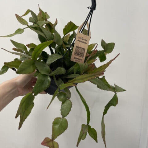 rhipsalis elliptica hanging succulent cactus14cm pot