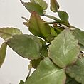 rhipsalis elliptica hanging succulent cactus14cm pot