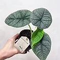philodendron pink princess 10cm pot