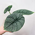 philodendron pink princess 10cm pot