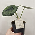 philodendron pink princess 10cm pot