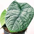 philodendron pink princess 10cm pot