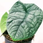 Alocasia Melo Rugosa Elephant Ear Plant 10cm pot