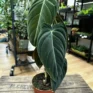 philodendron melanochrysum large leaves 12cm pot