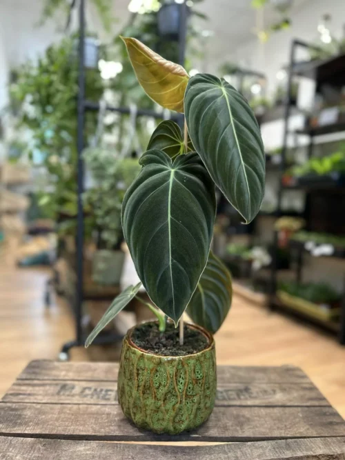 philodendron melanochrysum large leaves in a green 12cm pot on wooden table
