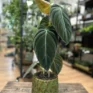philodendron melanochrysum large leaves in a green 12cm pot on wooden table
