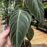 philodendron melanochrysum large leaves 12cm pot