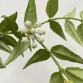 hoya bella wax plant 12cm