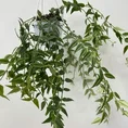 hoya bella wax plant 12cm