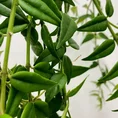 hoya bella wax plant 12cm