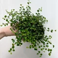muehlenbeckia complex fern maidenhair vine 12cm pot