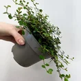 muehlenbeckia complex fern maidenhair vine 12cm pot