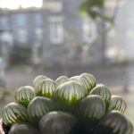Haworthia Cooperi Var Tuncata Glass Succulent 5.5cm pot