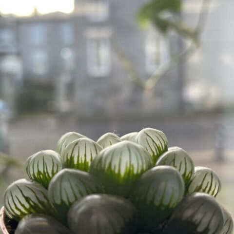 haworthia cooperi var tuncata glass succulent 5.5cm pot