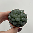 haworthia cooperi var tuncata glass succulent 5.5cm pot