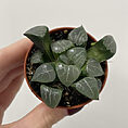 haworthia cooperi var tuncata glass succulent 5.5cm pot