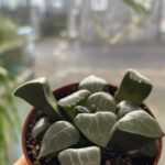 Haworthia Cooperi Bayeri Moonstone Glass Succulent 5.5cm pot