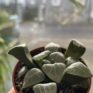 Haworthia Cooperi Bayeri Moonstone Glass Succulent in a 5.5cm pot with blurry background looking out window