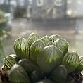 haworthia cooperi var pilifera glass succulent 5.5cm pot