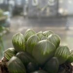 Haworthia Cooperi Var Pilifera Glass Succulent 5.5cm pot