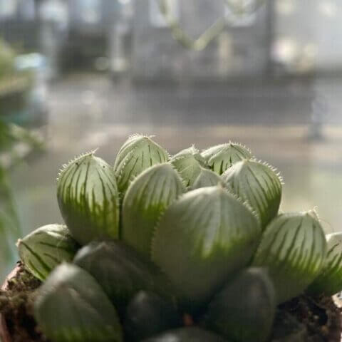 haworthia cooperi var pilifera glass succulent 5.5cm pot