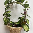 hoya australis lisa in 12cm pot