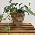 hoya australis lisa in 12cm pot